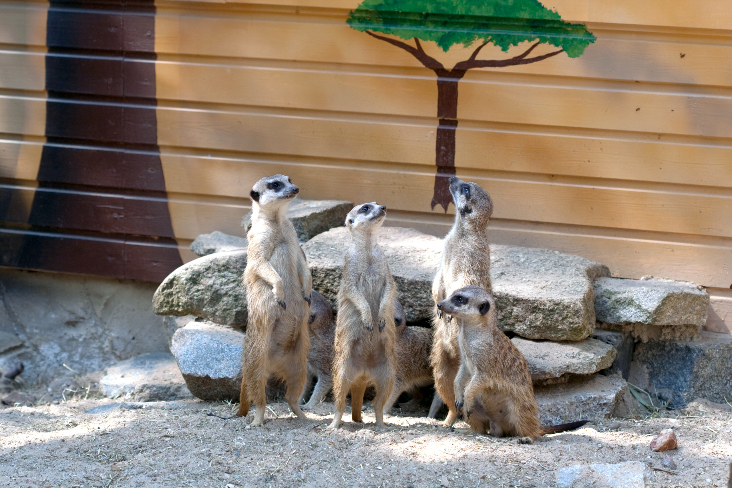Erdmännchen im Tier- und Freizeitpark Germendorf. (c) CHICKENONSPEED