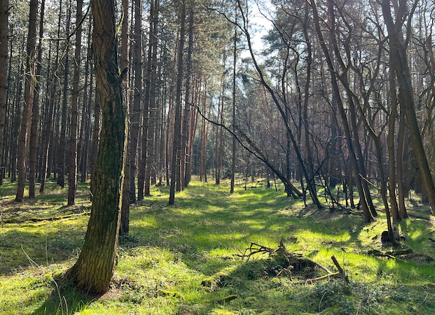 In diesem Waldgebiet soll nach dem Wunsch der Planungsgemeinschaft ein Industriegebiet entstehen.