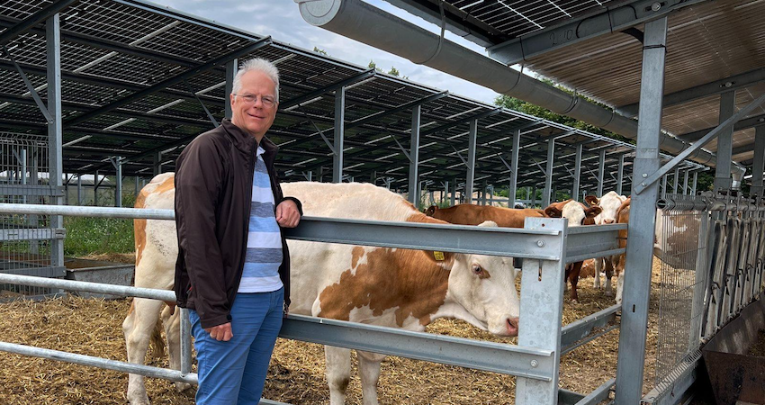 Nur eine der vielen Nutzungsmöglichkeiten für Agri-PV: Als Dach für Nutztiere