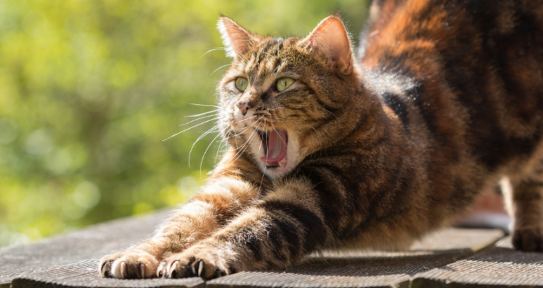 Katzenleid beenden – mehr Geld für Katzenkastration in Oberhavel