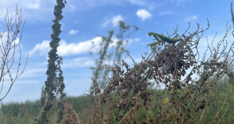 Steter Tropfen nährt die Wildblume – die „Zukunftstour“ beim Verein Blühstreifen Beelitz